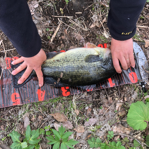 ブラックバスの釣果