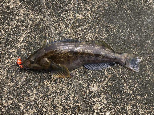 アイナメの釣果