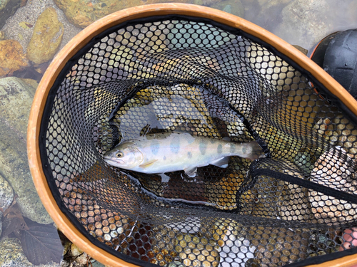 ヤマメの釣果