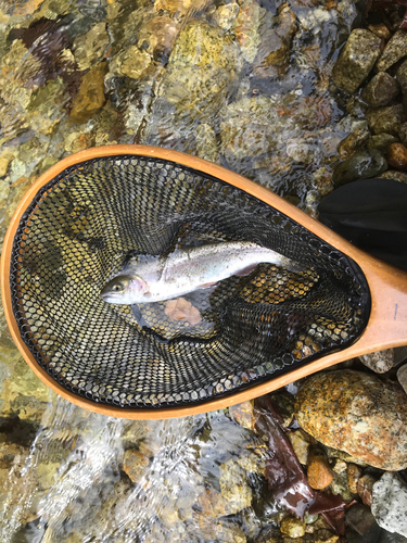 ニジマスの釣果