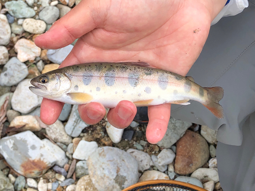 ヤマメの釣果