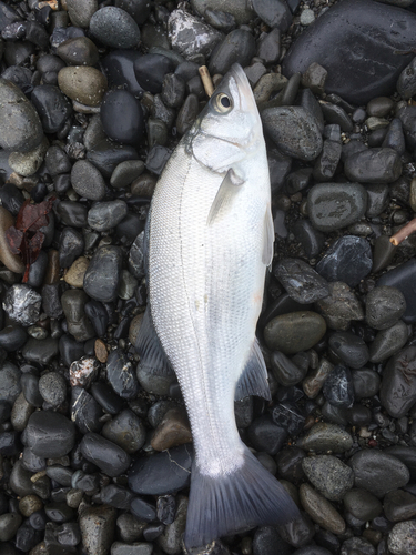 セイゴ（ヒラスズキ）の釣果