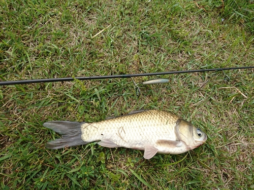 フナの釣果