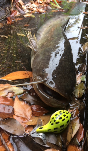 マナマズの釣果