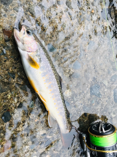 イワナの釣果