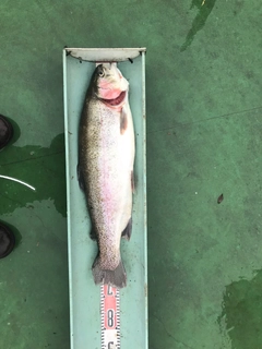 ニジマスの釣果