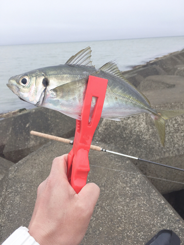 マアジの釣果