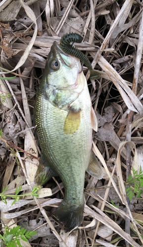 ブラックバスの釣果