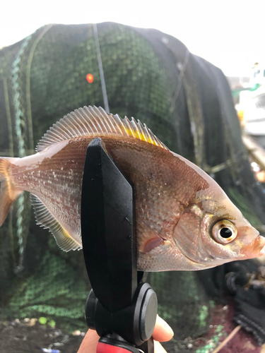 ウミタナゴの釣果