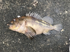シマソイの釣果