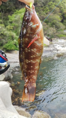 ベラの釣果