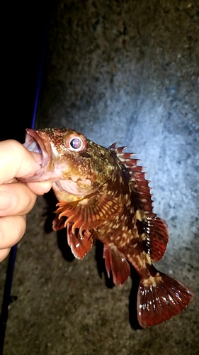 カサゴの釣果