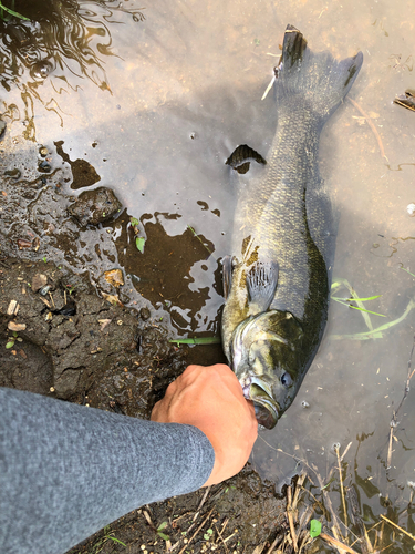 スモールマウスバスの釣果