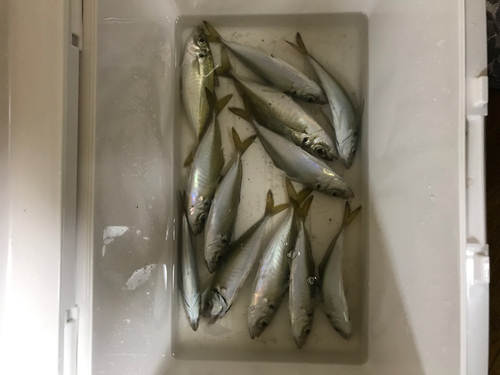 アジの釣果