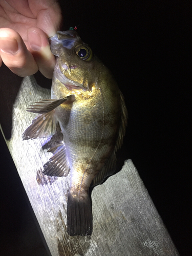 クロメバルの釣果