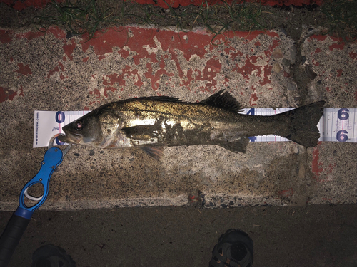 シーバスの釣果