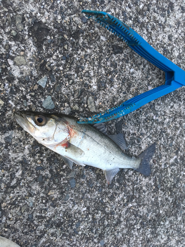 セイゴ（マルスズキ）の釣果