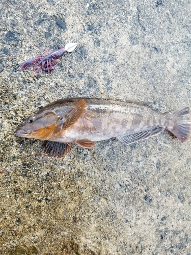 アイナメの釣果