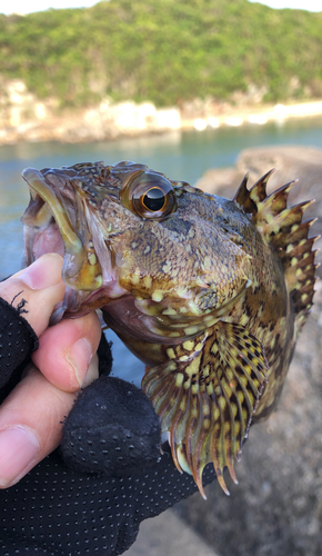 タケノコメバルの釣果