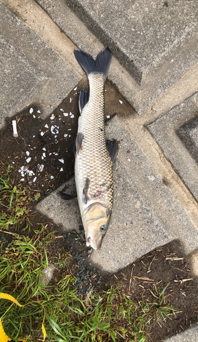 ニゴイの釣果