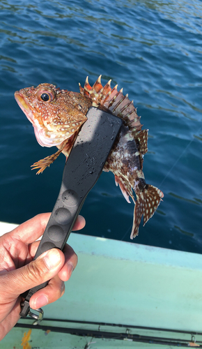 ガシラの釣果