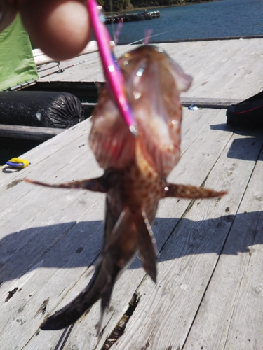 オオモンハタの釣果