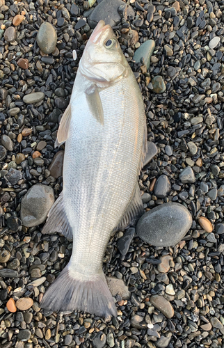 ヒラスズキの釣果