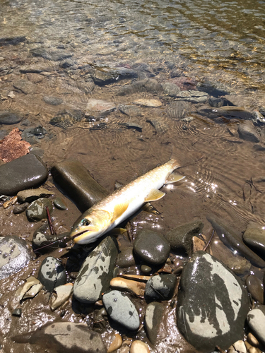 アメマスの釣果