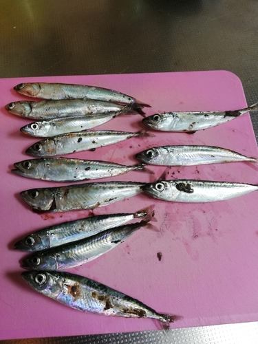 サバの釣果