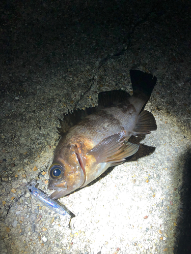 シロメバルの釣果