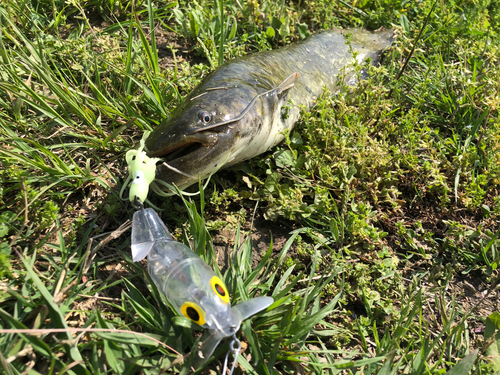 マナマズの釣果