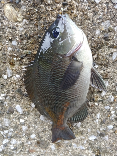 メジナの釣果