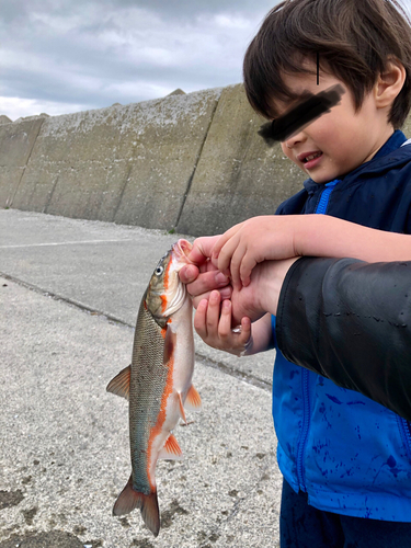 ウグイの釣果