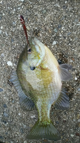 ブルーギルの釣果