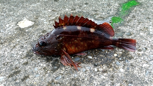 カサゴの釣果