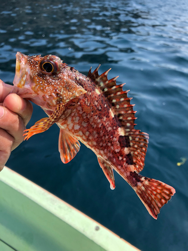 ガシラの釣果