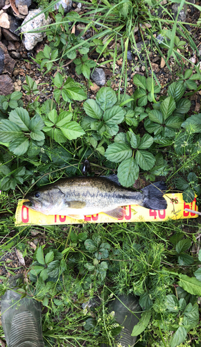 ブラックバスの釣果