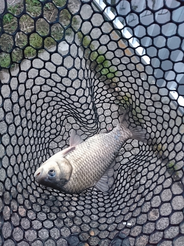 フナの釣果