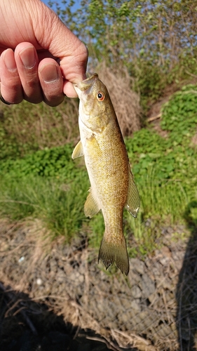 スモールマウスバスの釣果