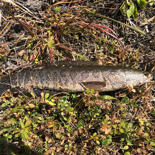 ライギョの釣果