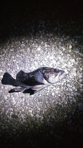 クロメバルの釣果