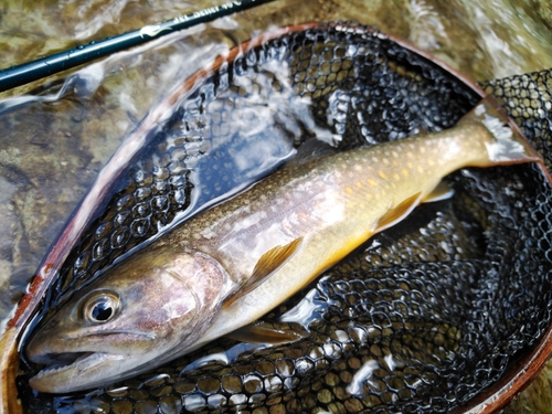 イワナの釣果