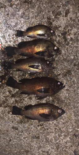 アカメバルの釣果