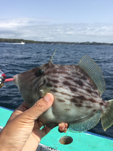 カワハギの釣果