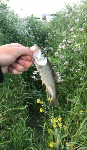 ハスの釣果