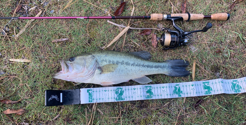 ラージマウスバスの釣果