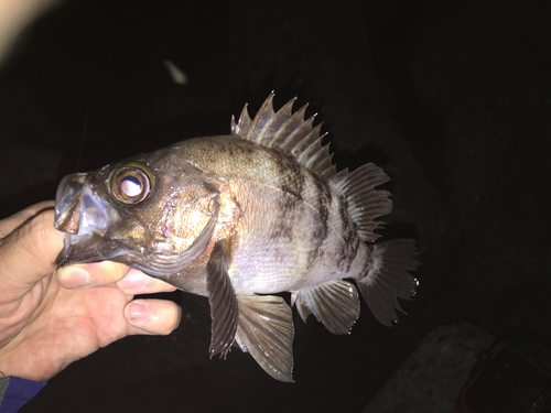 メバルの釣果