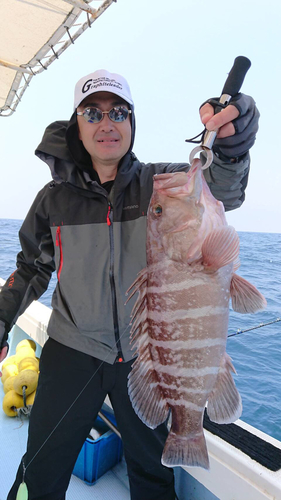 マハタの釣果