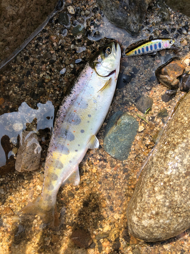 アマゴの釣果