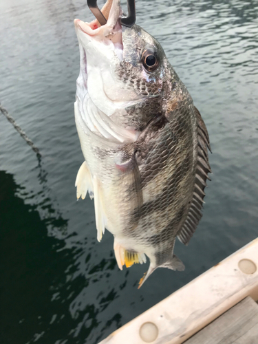 キビレの釣果